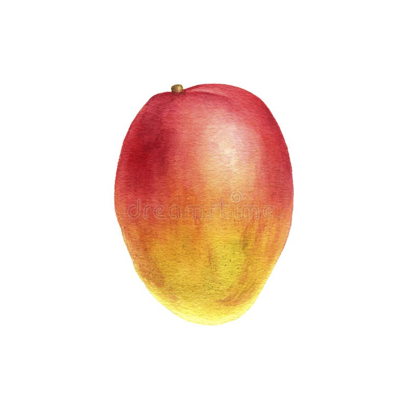  Drawing Mango Stock Illustrations 4 693 Drawing Mango 