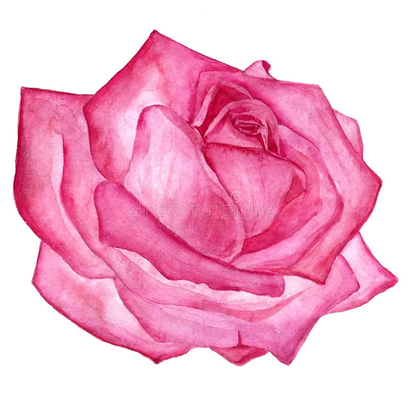 Watercolor Drawing Pink Rose Stock Illustration - Illustration of ...