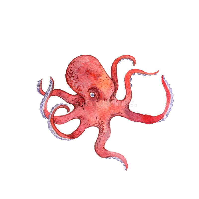 Watercolor drawing red octopus vector illustration Watercolor drawing red octopus vector illustration