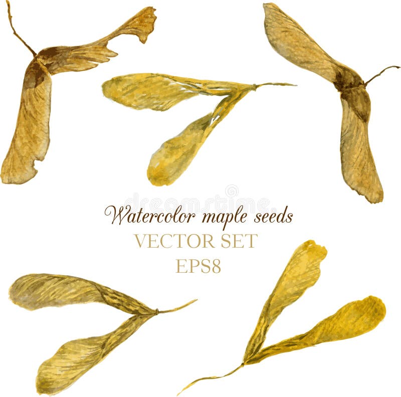 Watercolor drawing seeds of maple stock illustration