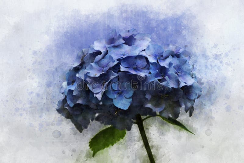 A Watercolor Drawing of a Single Blue Hortensia Hydrangea Macrophylla,  Vintage Style, Botanical Art Stock Illustration - Illustration of  macrophylla, green: 151735299
