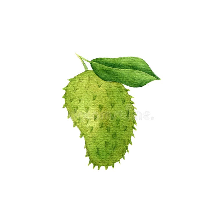 Guyabano Soursop Stock Illustrations – 41 Guyabano Soursop Stock