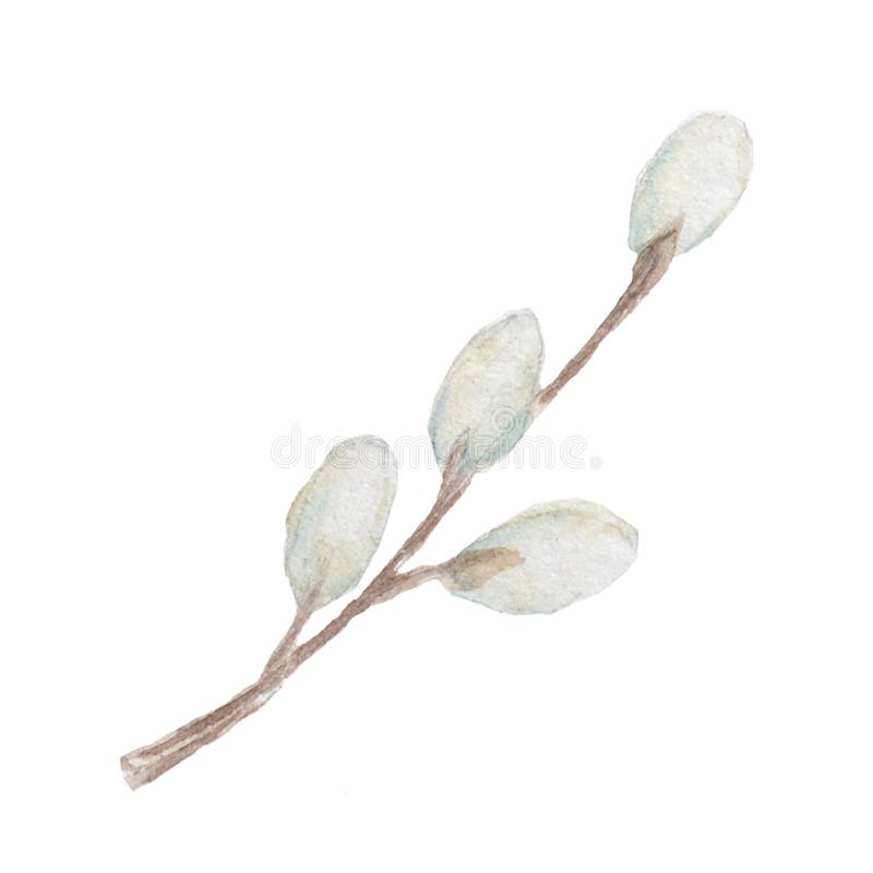 Watercolor drawing spring willow branches isolated on white background royalty free illustration Watercolor drawing spring willow branches isolated on white background royalty free illustration