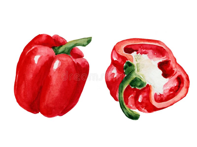 Watercolor drawings of red peppers