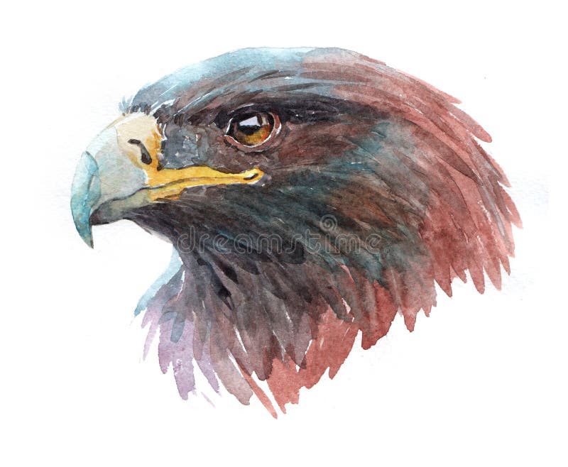 Watercolor eagle  bird animal
