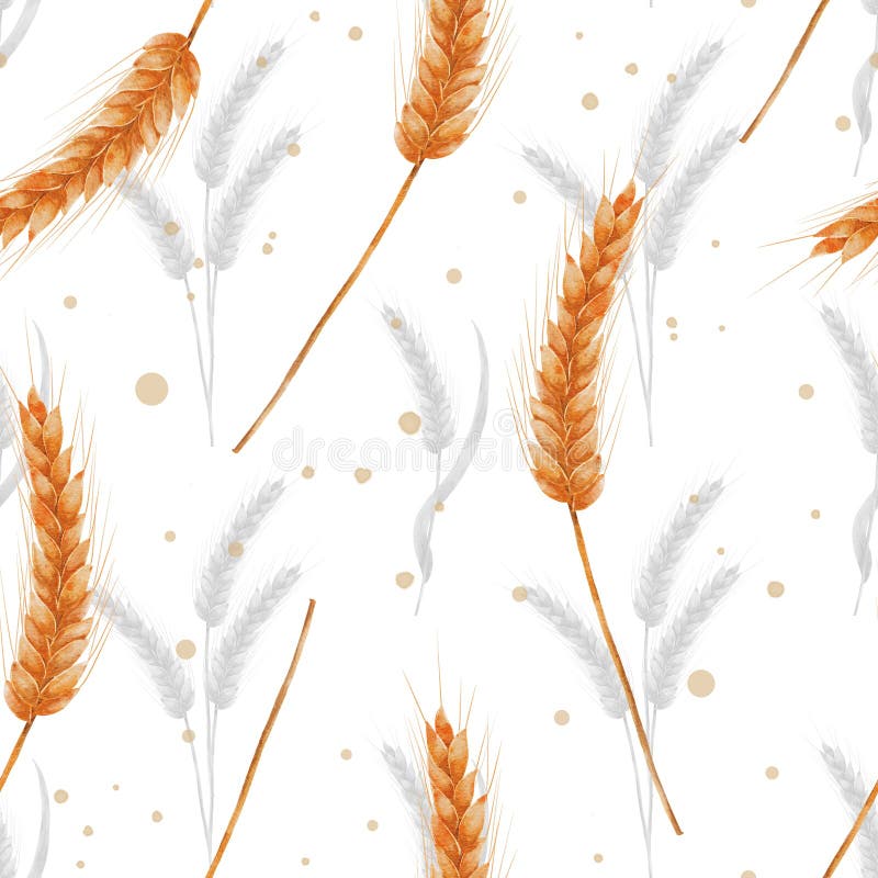 Watercolor ear of ripe wheat. Botanical seamless pattern with grain. An ear of grain, wheat, barley and dots on a white royalty free illustration