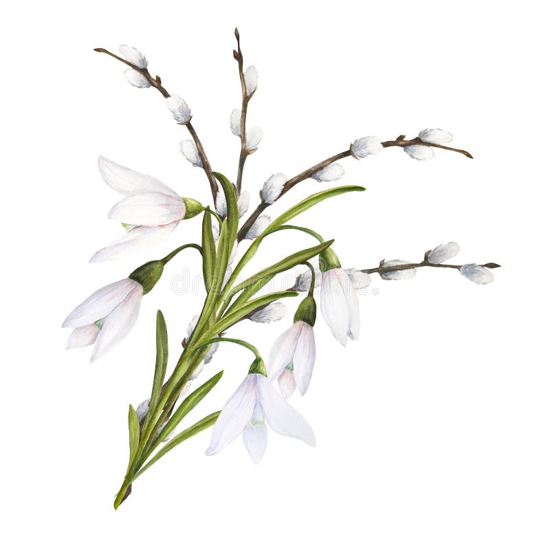 Watercolor easter illustration of pussy-willow branches and snowdrops bouquet isolated on white background