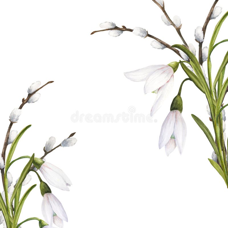 Watercolor easter illustration of pussy-willow branches and snowdrops bouquet on white background, frame