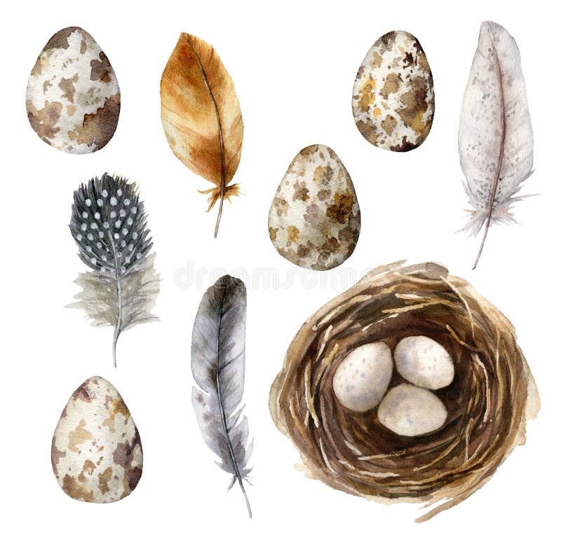 Watercolor easter set with bird nest and eggs. Hand painted orange, striped and polka dot feathers isolated on white background. Holiday wildlife illustration for design, print, fabric or background