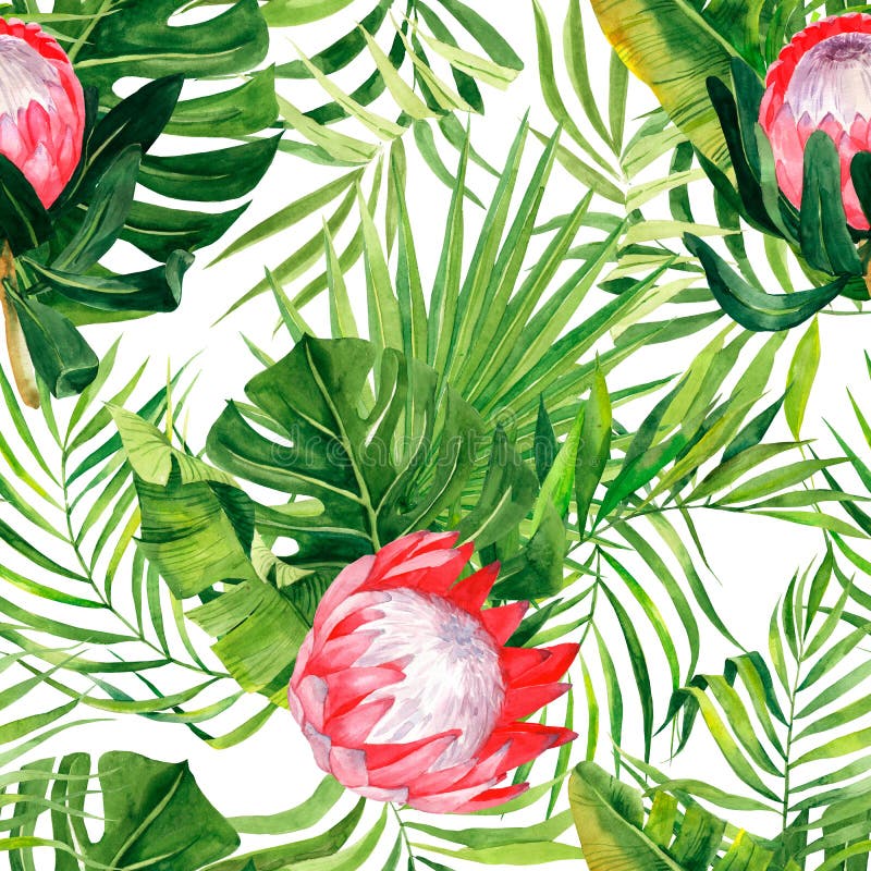 Watercolor exzotic print, leaves palm and protea flowers. Pattern with tropical plants isolated on white background may be used as stock illustration Watercolor exzotic print, leaves palm and protea flowers. Pattern with tropical plants isolated on white background may be used as stock illustration
