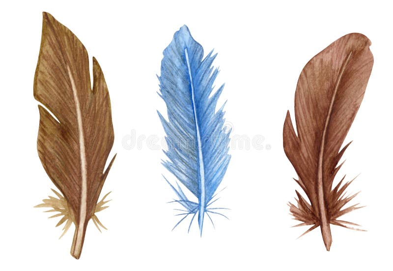 bird feather clip art