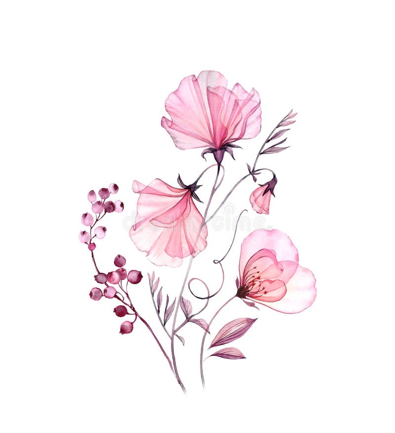 Watercolor floral composition. Transparent sweet pea bouquet with rose and berries. Artwork isolated on white. Botanical