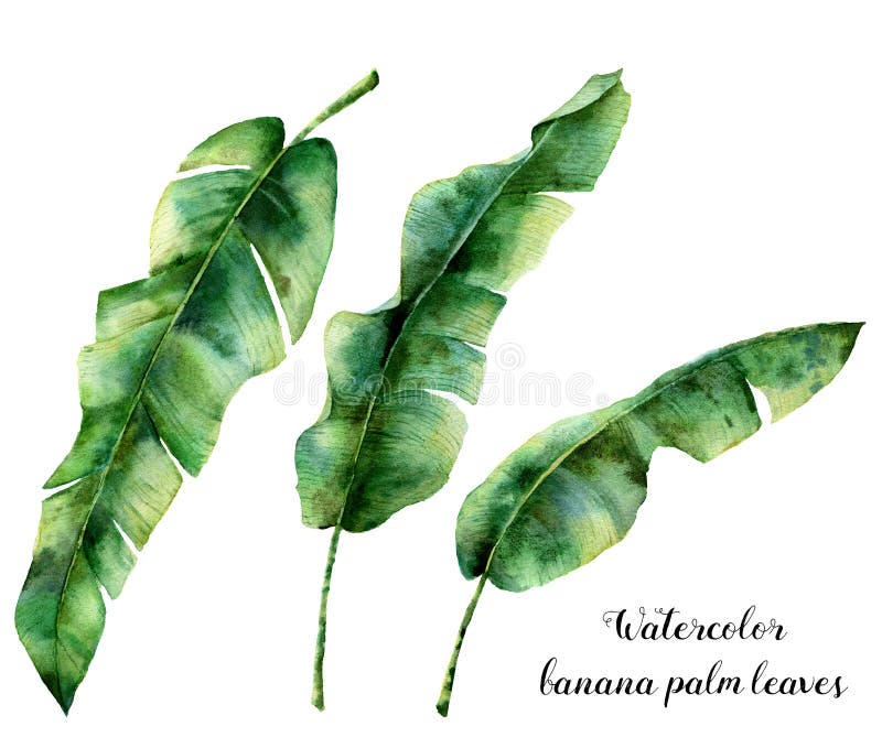 Watercolor floral set with banana palm leaves. Hand painted exotic greenery branch. Tropic plant isolated on white royalty free illustration Watercolor floral set with banana palm leaves. Hand painted exotic greenery branch. Tropic plant isolated on white royalty free illustration