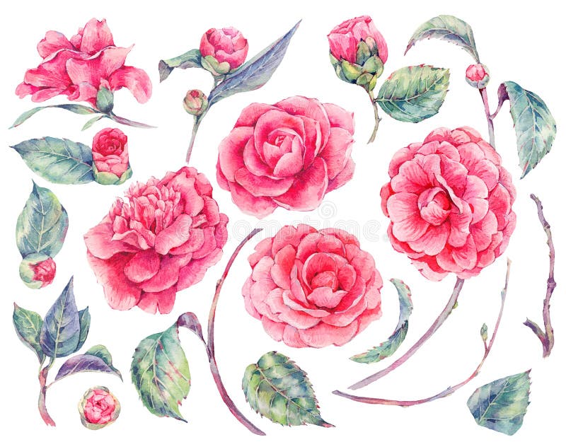 Watercolor Floral Seamless Pattern with Stock Image - Image of ...