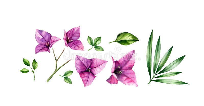 Watercolor floral set of elements. Pink bougainvillea flowers, tree branch, palm leaves. Hand painted floral tropical design. Botanical illustrations isolated on white.