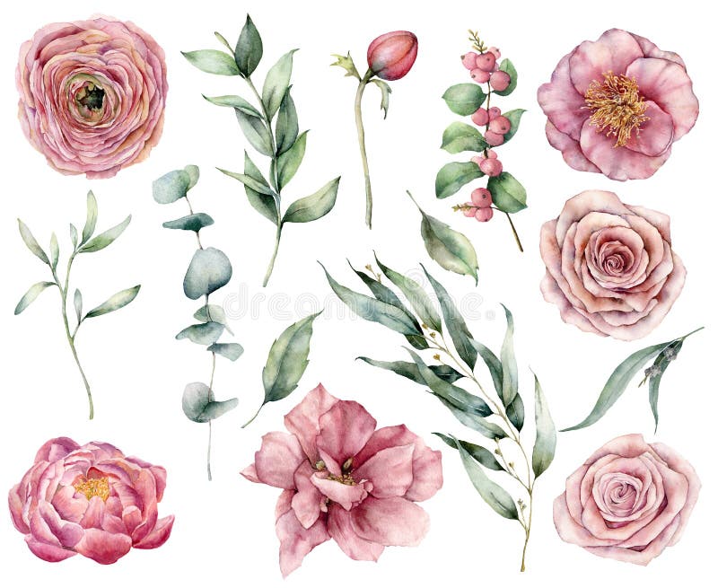 Watercolor floral set with pink flowers and greenery. Hand painted pink roses, buds, berries and eucalyptus leaves isolated on white background. Botanical illustration for design, print, fabric