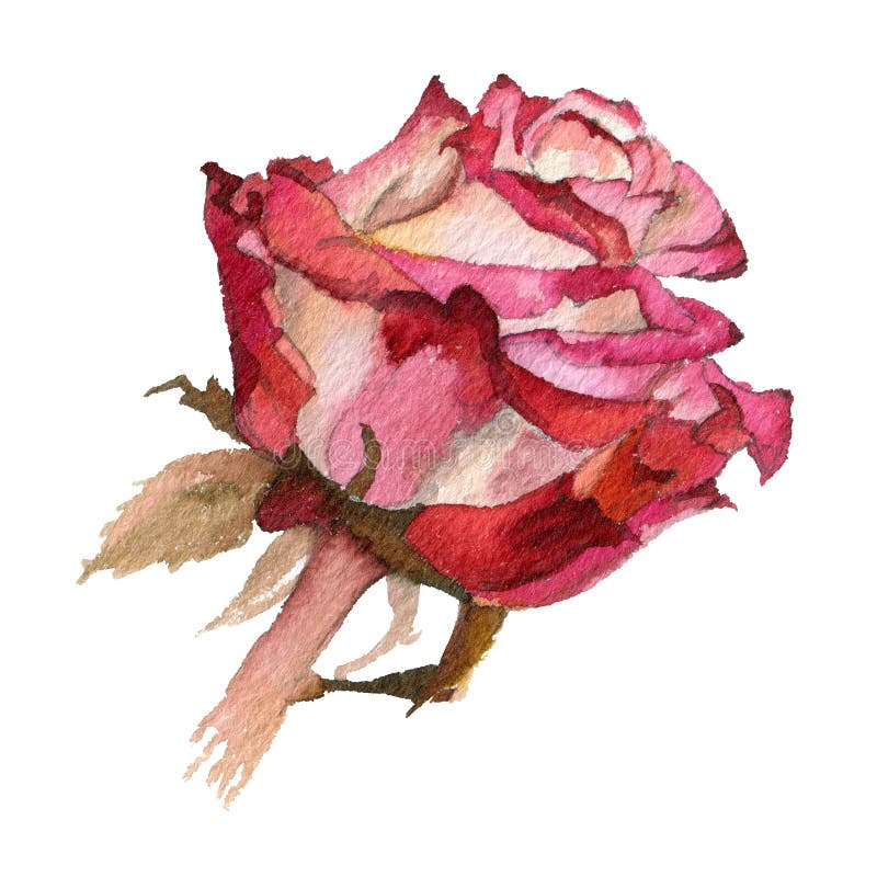 Watercolor flower. Rose stock illustration. Illustration of beautiful ...