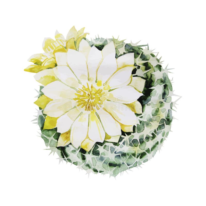Watercolor Flowering Cactus Stock Vector Illustration of plant