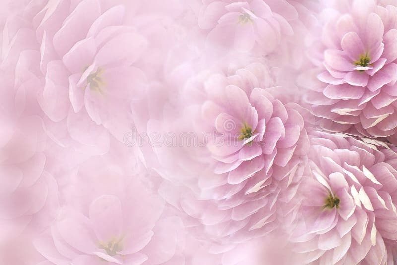 Watercolor flowers on blurry pink background . Pink-white flowers chrysanthemum. floral collage. Flower composition.