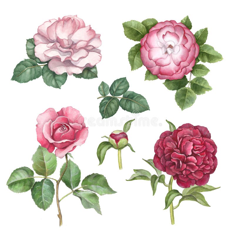 Watercolor Illustration of Rose Stock Illustration - Illustration of ...