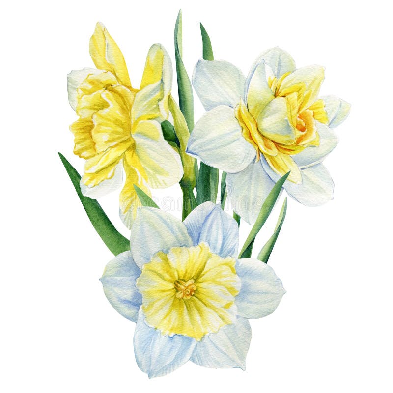 Watercolor Flowers Daffodils on Isolated on White Background, Spring ...