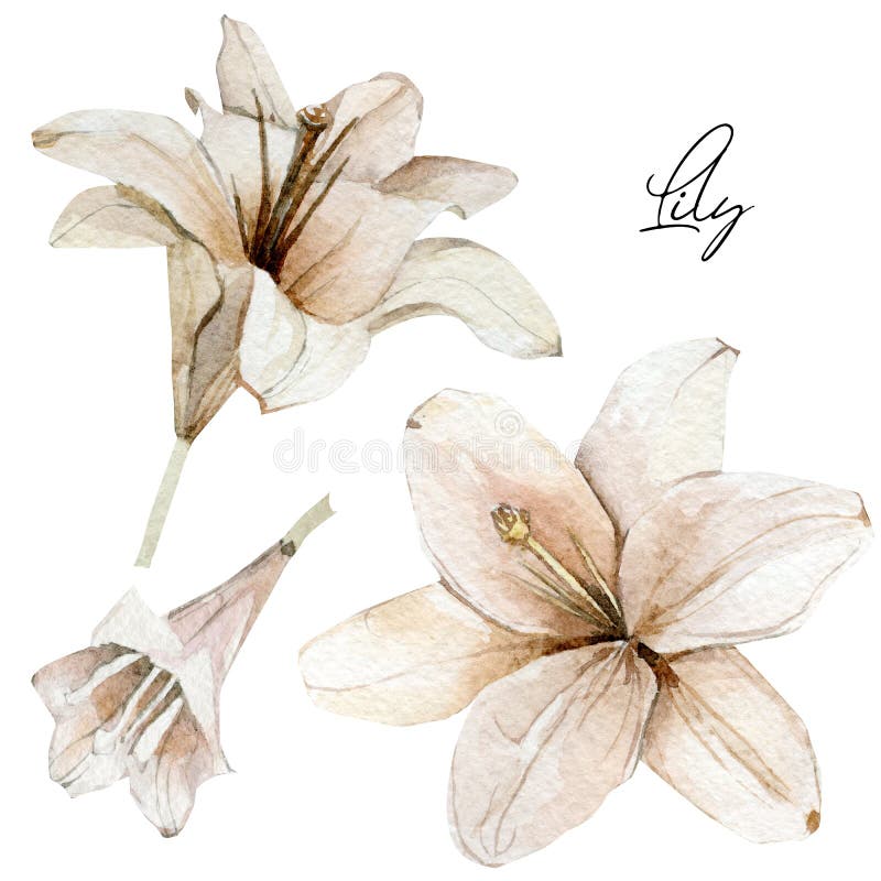Watercolor flowers lilies set. Hand drawn illustration of dry floral, dasty botanical elements can be used for invitation royalty free illustration Watercolor flowers lilies set. Hand drawn illustration of dry floral, dasty botanical elements can be used for invitation royalty free illustration
