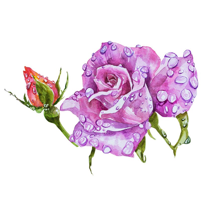Watercolor Flowers Roses Stock Illustration Illustration Of