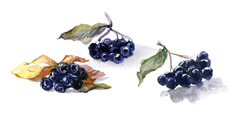 Watercolor food. Fresh berry still-life from black aronia