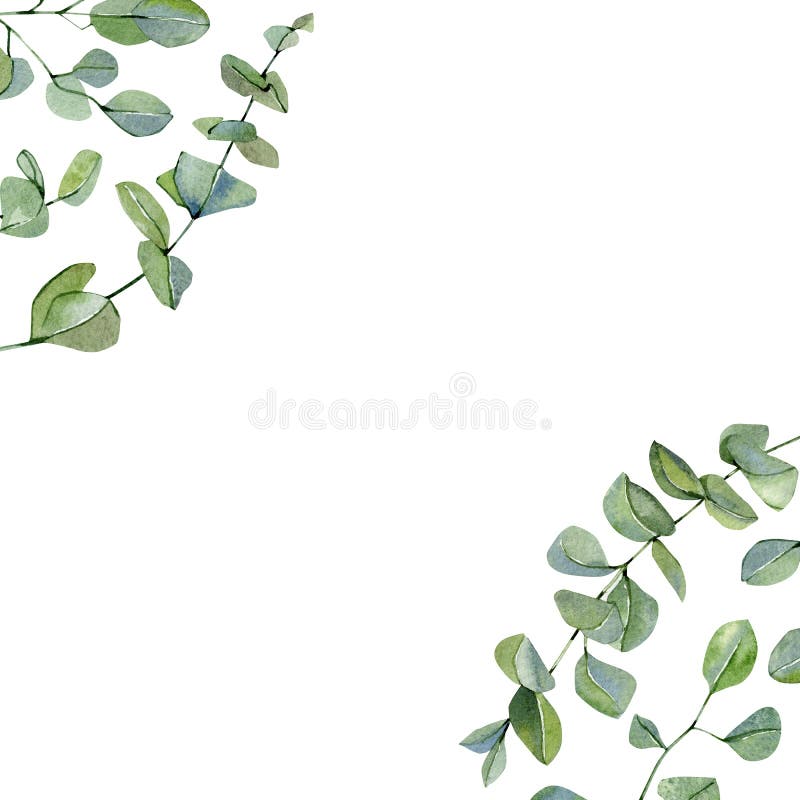 Watercolor frame hand painted silver dollar eucalyptus set. Greenery branches and leaves isolated on white background. Floral ill royalty free illustration Watercolor frame hand painted silver dollar eucalyptus set. Greenery branches and leaves isolated on white background. Floral ill royalty free illustration