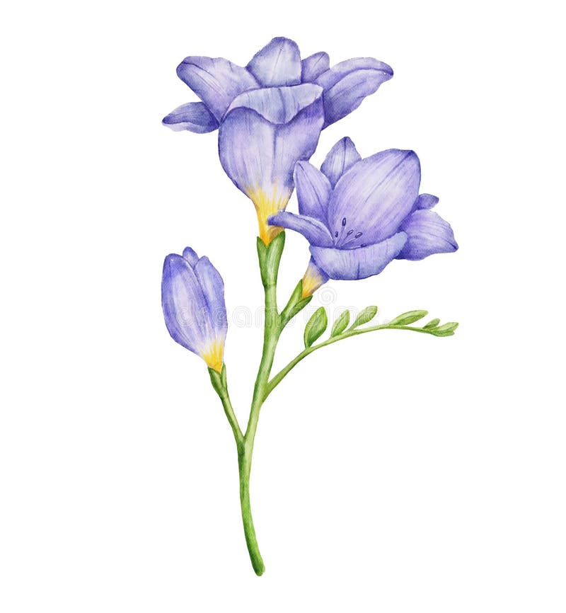 2,100+ Freesia Stock Illustrations, Royalty-Free Vector