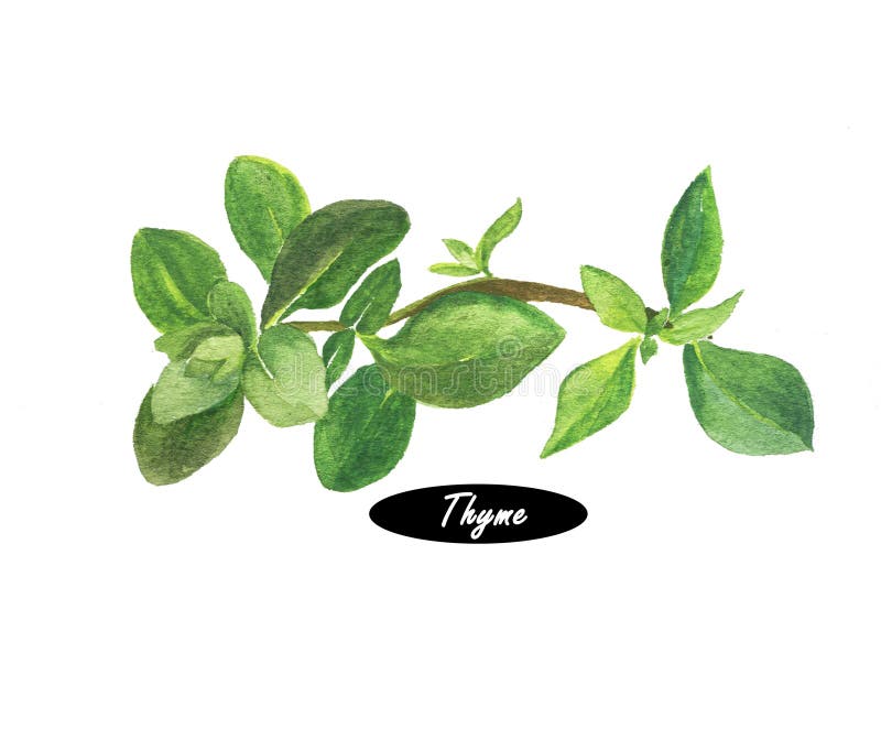 Watercolor fresh thyme on white background