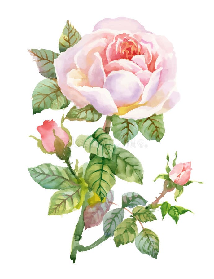 Watercolor Garden Blooming Red Roses Illustration On White Background ...