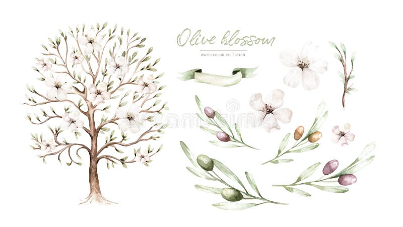 Watercolor Genealogical Family tree. Watercolor children&#x27;s tree botanical season isolated illustration. olive, oak and
