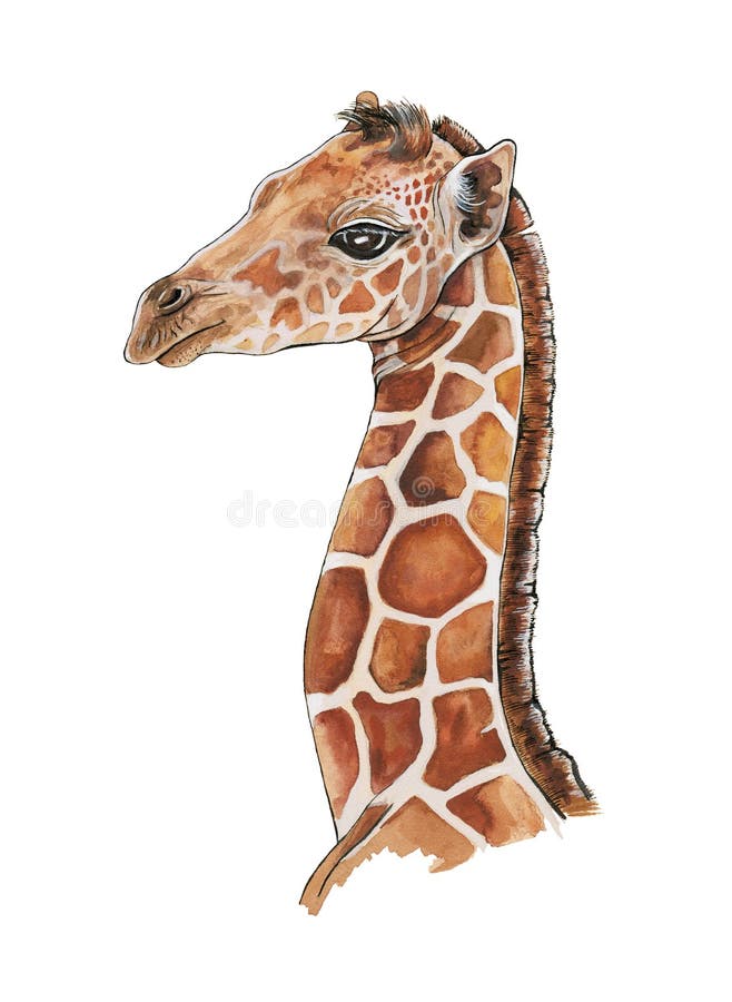 Watercolor giraffe illustration. Hand drawn african safari animal portrait. Young camelopardalis isolated on white background