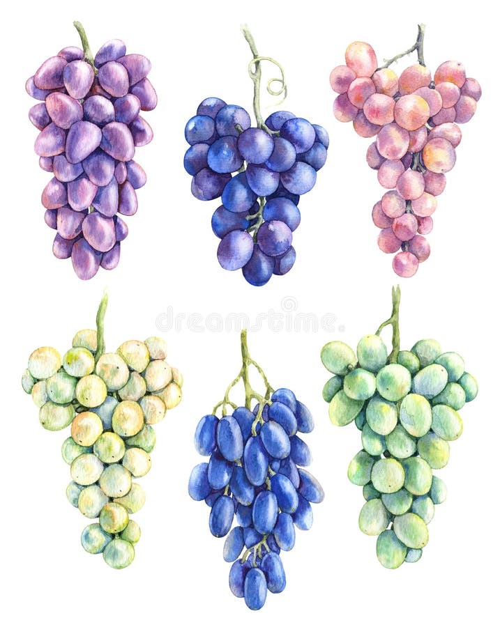 Watercolor Grape Bunch Variety Set stock illustration Watercolor Grape Bunch Variety Set stock illustration