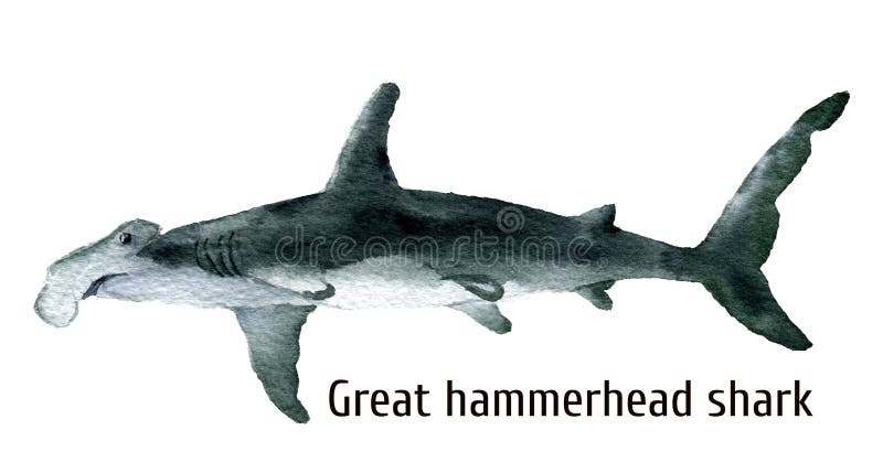 Hammerhead Shark Illustration Stock Illustrations – 1,712 Hammerhead Shark  Illustration Stock Illustrations, Vectors & Clipart - Dreamstime