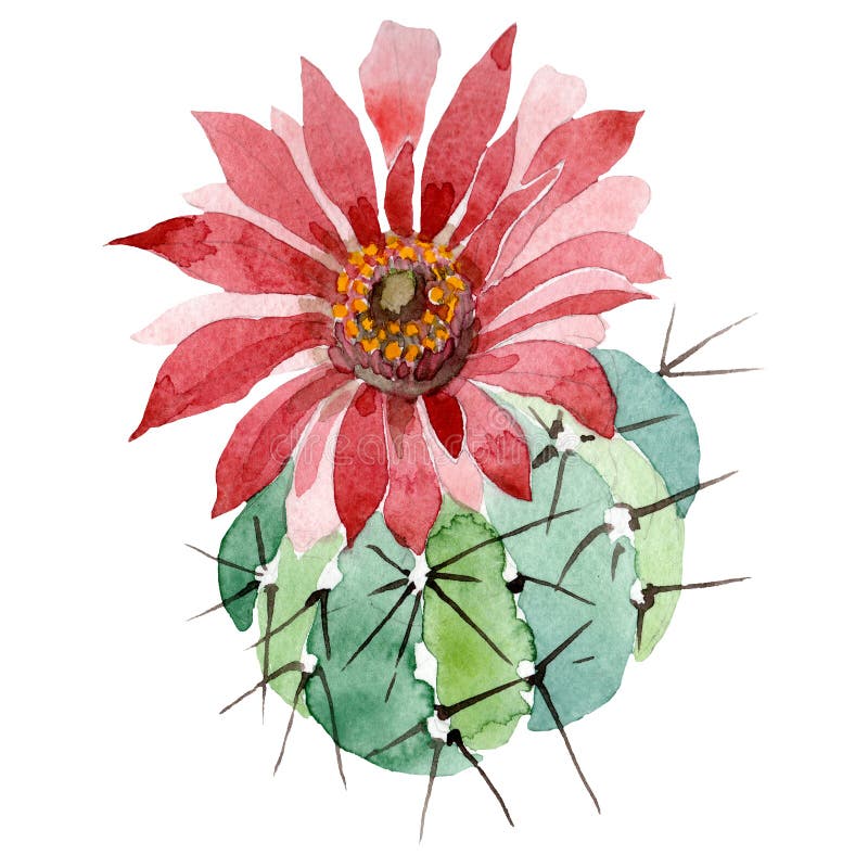 Watercolor green cactus with a pink flower. Floral botanical flower. Isolated illustration element.