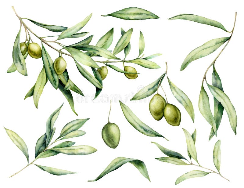 Watercolor green olive, branch and leaves set. Hand painted floral illustration isolated on white background for design