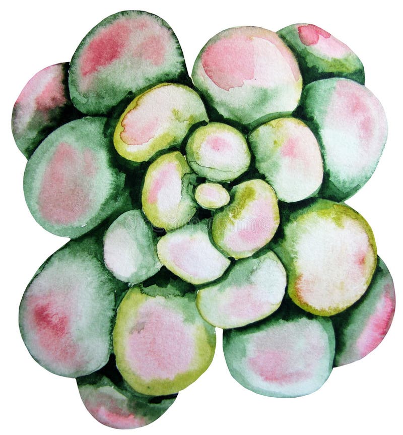 Watercolor green succulent stock illustration Watercolor green succulent stock illustration