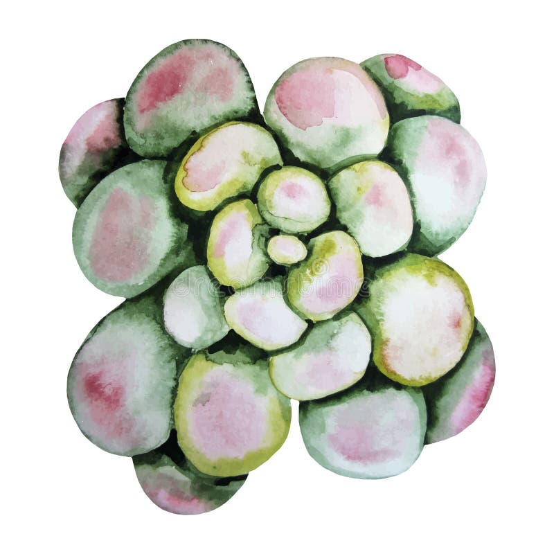 Watercolor green succulent stock illustration Watercolor green succulent stock illustration