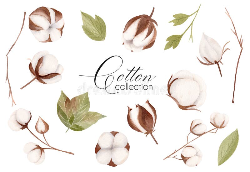 Watercolor hand drawn floral collection with white cotton flower, green leaves and brown branches. Hand drawn illustration set.