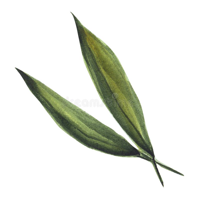 Watercolor hand drawn green leaves. Good for wrapping paper, pattern elements, summer design etc royalty free illustration