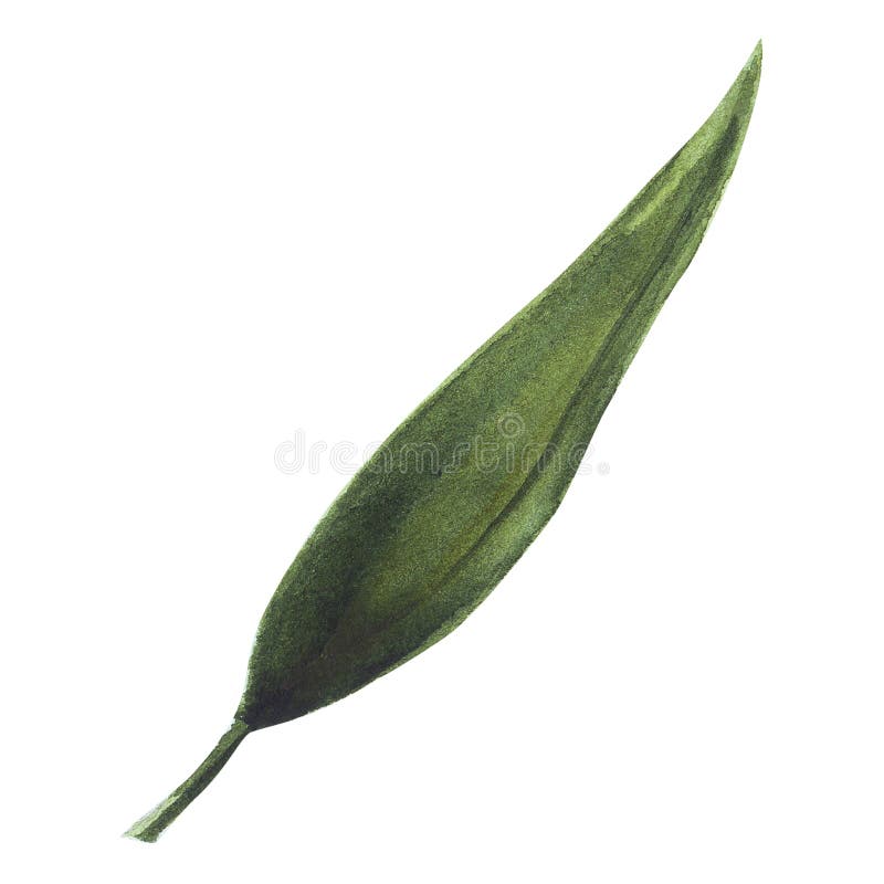 Watercolor hand drawn green leaves. Good for wrapping paper, pattern elements, summer design etc vector illustration