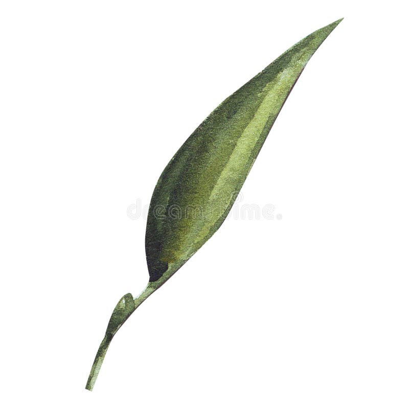 Watercolor hand drawn green leaves. Good for wrapping paper, pattern elements, summer design etc royalty free illustration