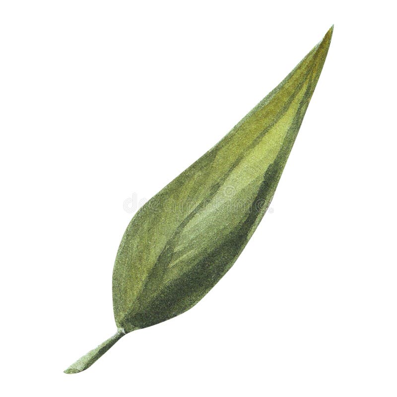 Watercolor hand drawn green leaves. Good for wrapping paper, pattern elements, summer design etc stock illustration