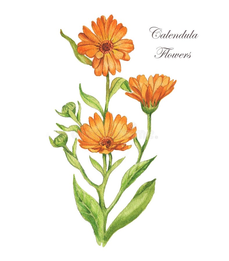 Watercolor Hand Drawn Illustration. Calendula Flower with Leaves Stock ...