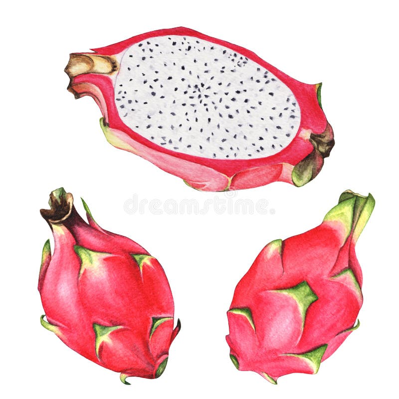 Watercolor Hand Drawn Illustration With Dragon Fruit Stock Illustration ...