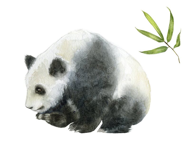 Panda bear watercolor hand draw illustration isolated on white background. royalty free illustration Panda bear watercolor hand draw illustration isolated on white background. royalty free illustration