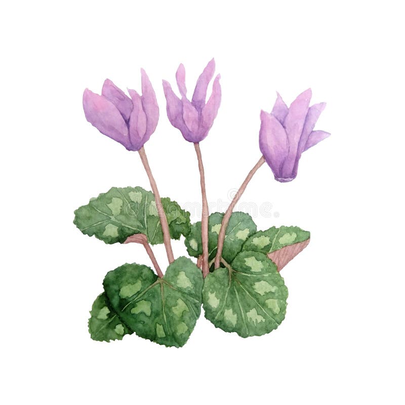 Watercolor Hand Drawn Illustration of Pink Violet Purple Cyclamen Wild ...