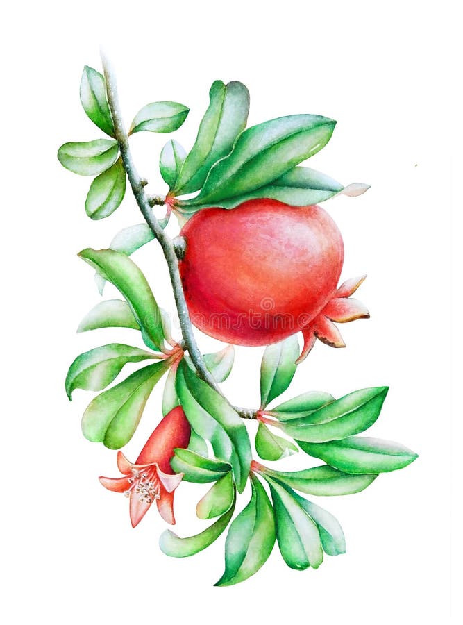 Watercolor illustration of the pomegranate tree branch royalty free illustration Watercolor illustration of the pomegranate tree branch royalty free illustration
